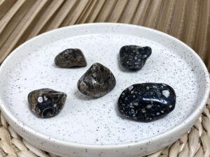 AGATE FOSSILE