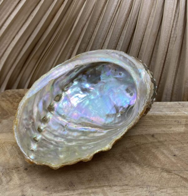 Coquille d'ormeau Abalone taille 2