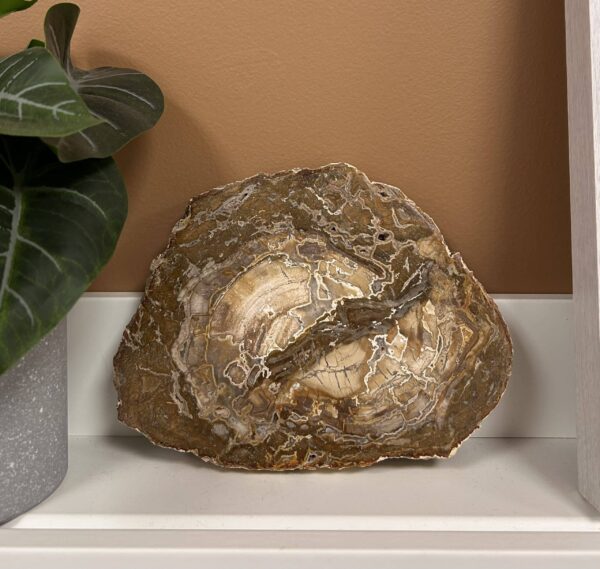 TRANCHE BOIS FOSSILE – Image 3