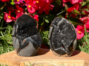 FORMES SEPTARIA SAUVAGE