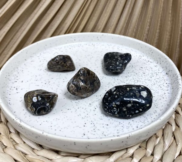 AGATE FOSSILE
