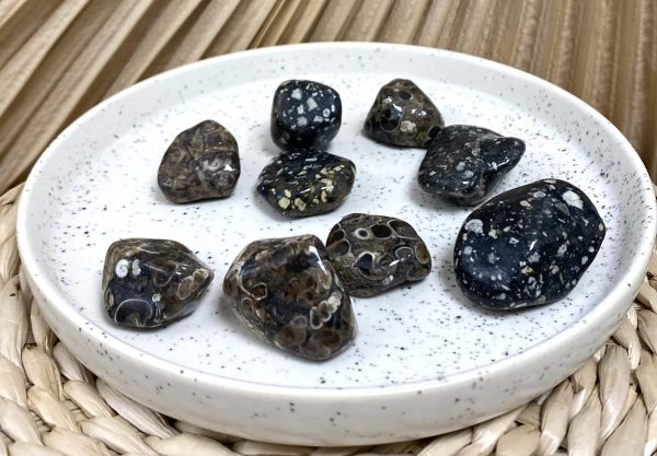 AGATE FOSSILE – Image 2