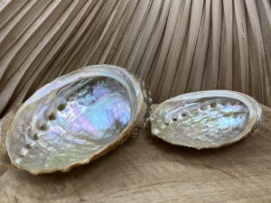 Coquille d'ormeau Abalone