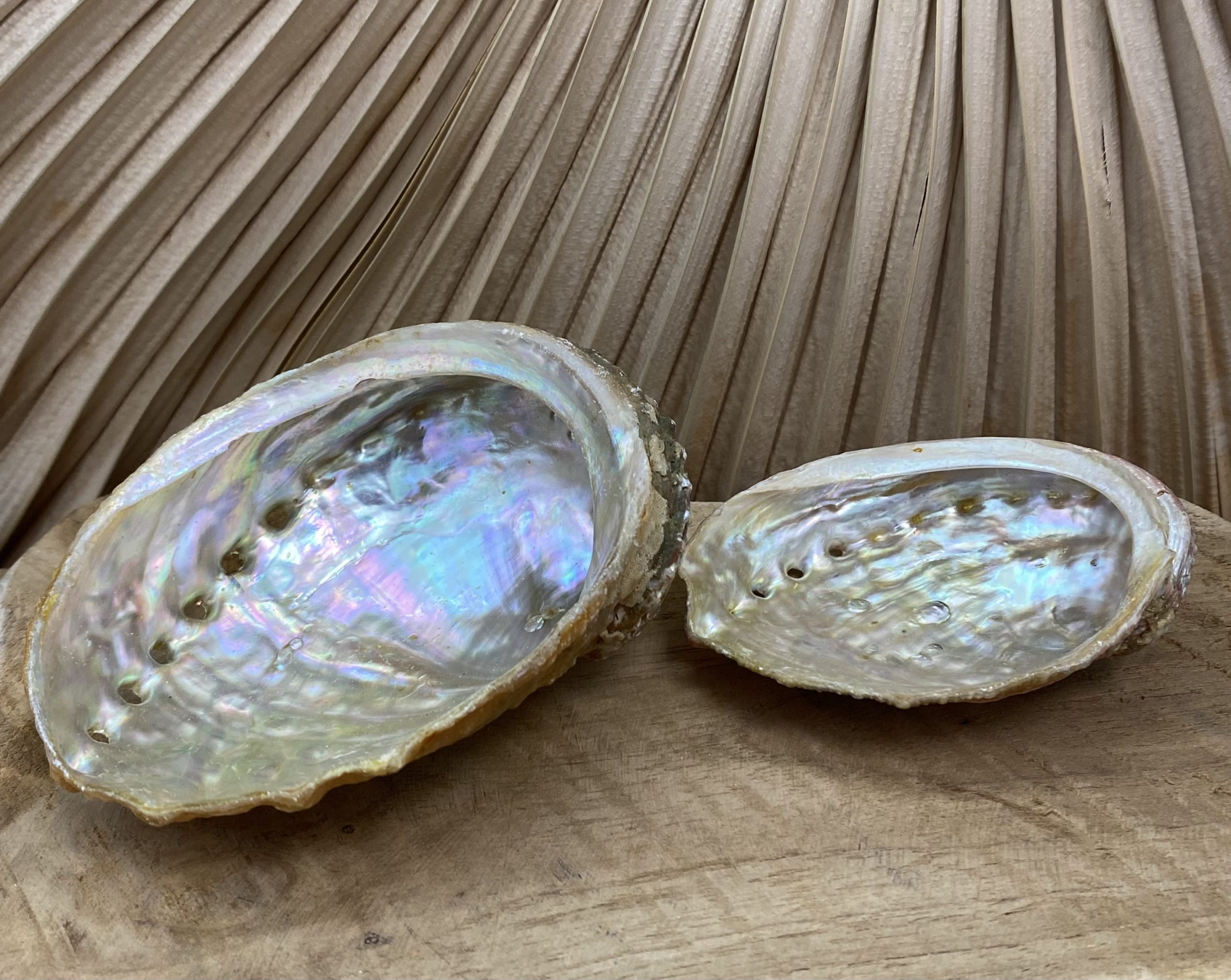 Coquille d'abalone, Accessoires encens & fumigation