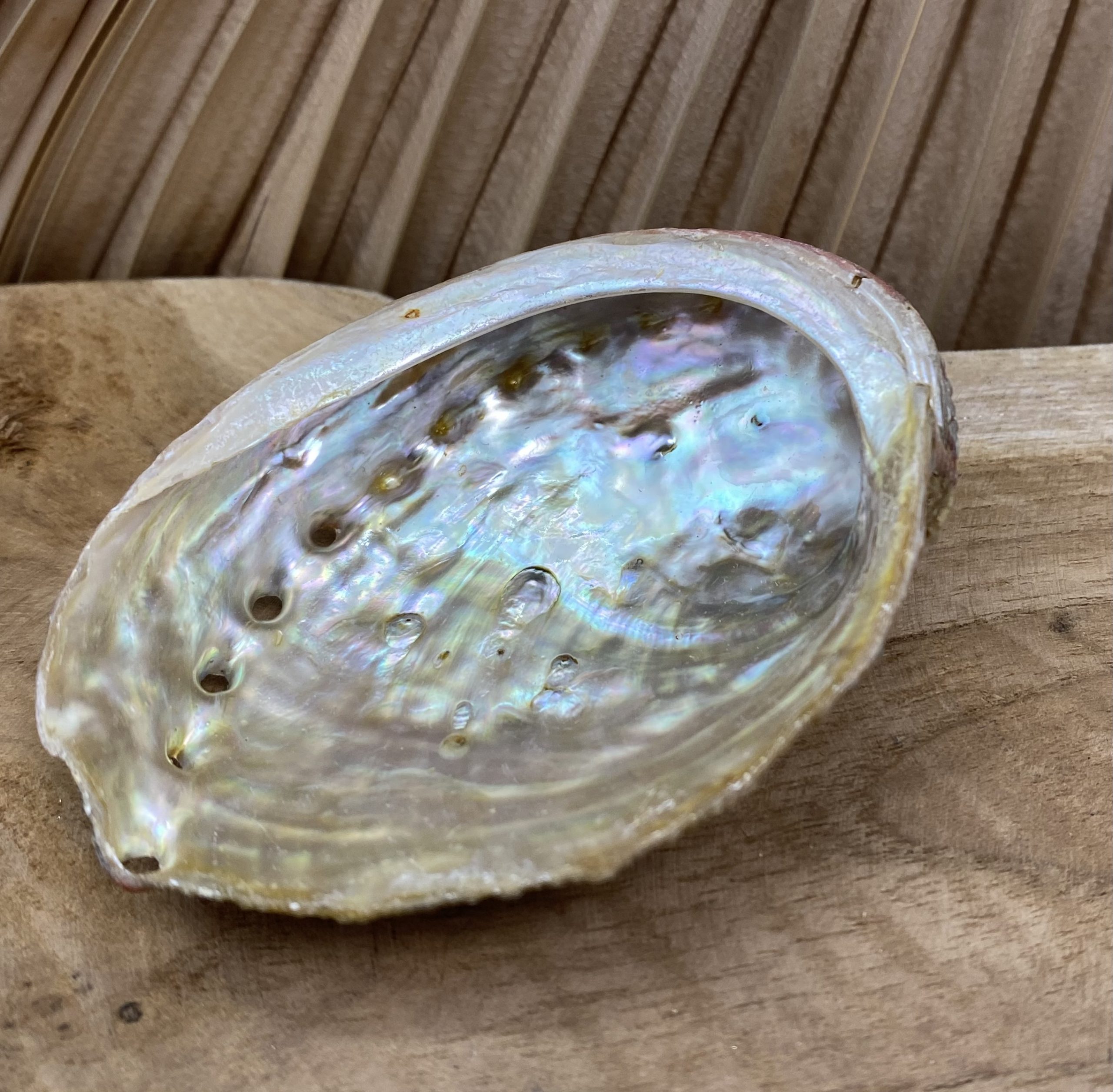 Abalone naturelle - Coquille d'Ormeau - Herboristerie du Valmont