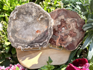 TRANCHES BOIS FOSSILE