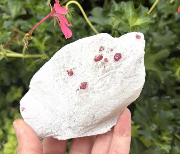 FORME SPINELLE ROUGE – Image 3