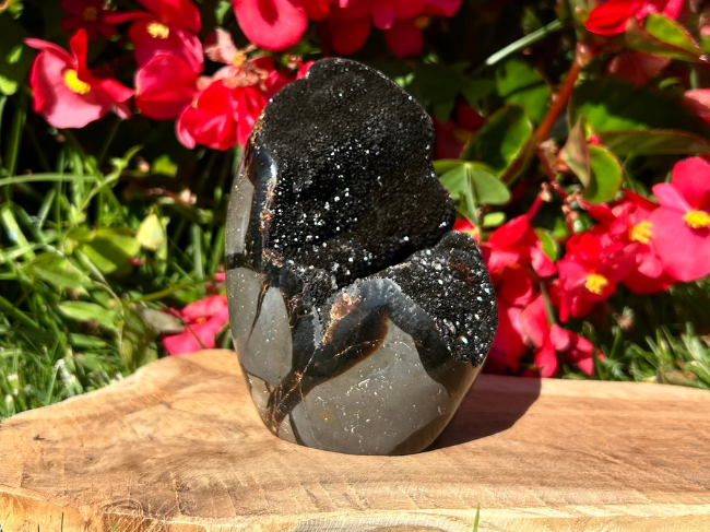 FORMES SEPTARIA SAUVAGE – Image 3