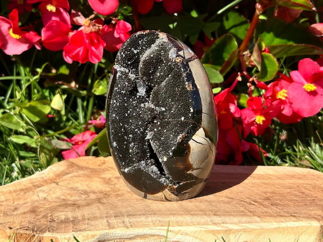 FORMES SEPTARIA SAUVAGE – Image 2