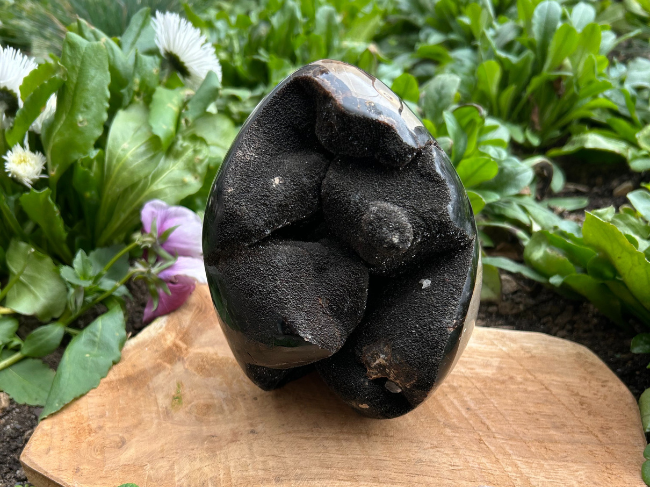 SEPTARIA SAUVAGE – Image 4