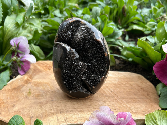 SEPTARIA SAUVAGE – Image 3