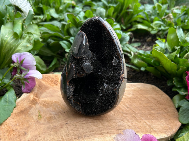 SEPTARIA SAUVAGE – Image 2