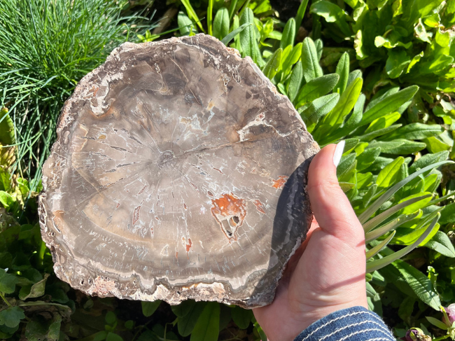 TRANCHES BOIS FOSSILE – Image 2